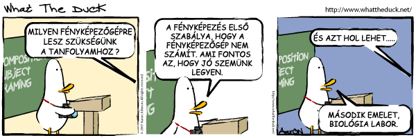 duck1